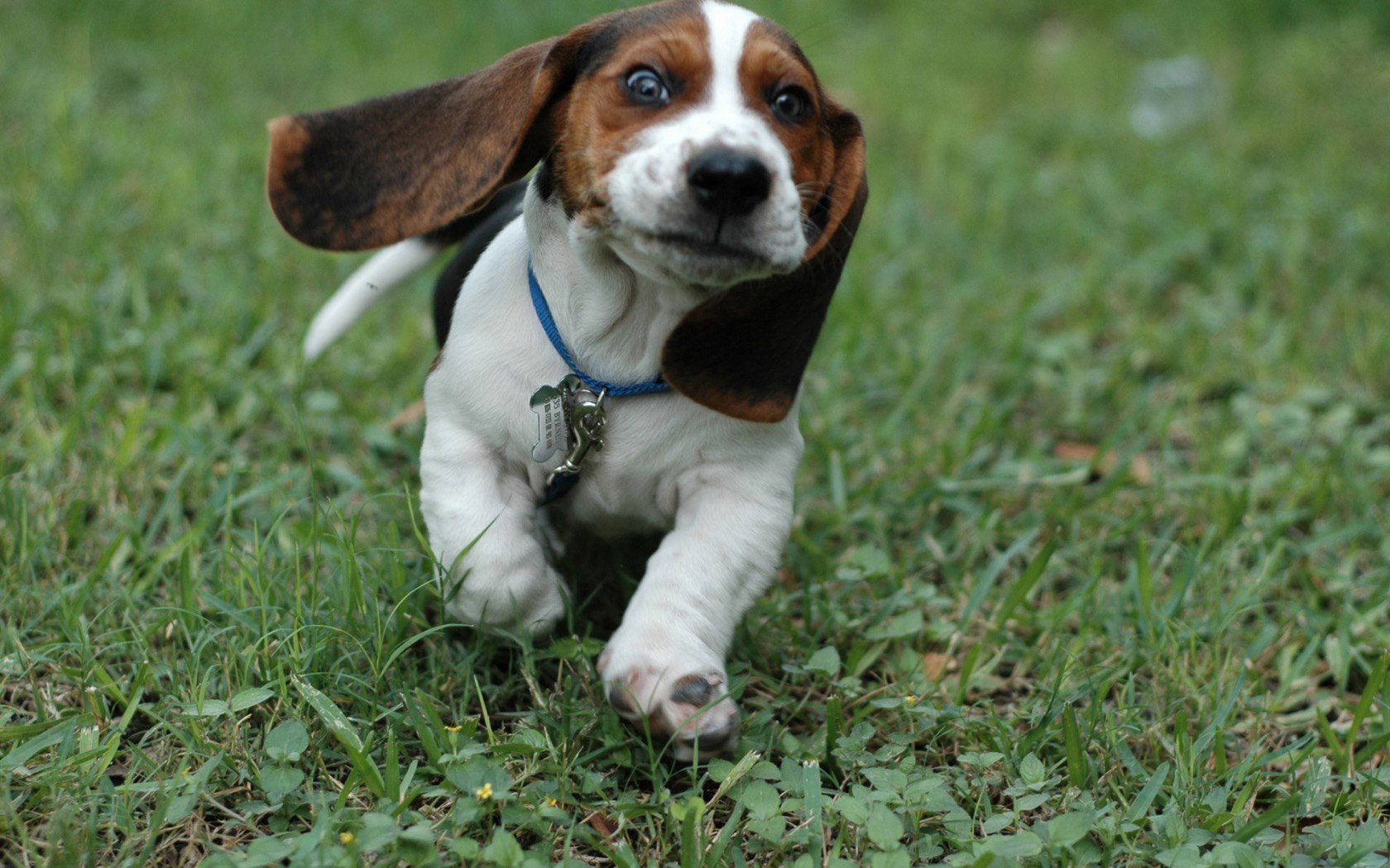 herbe chiot courir