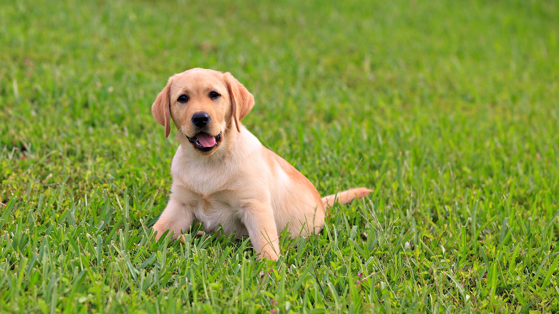 cachorro labrador niño hierba jugosa verde lengua