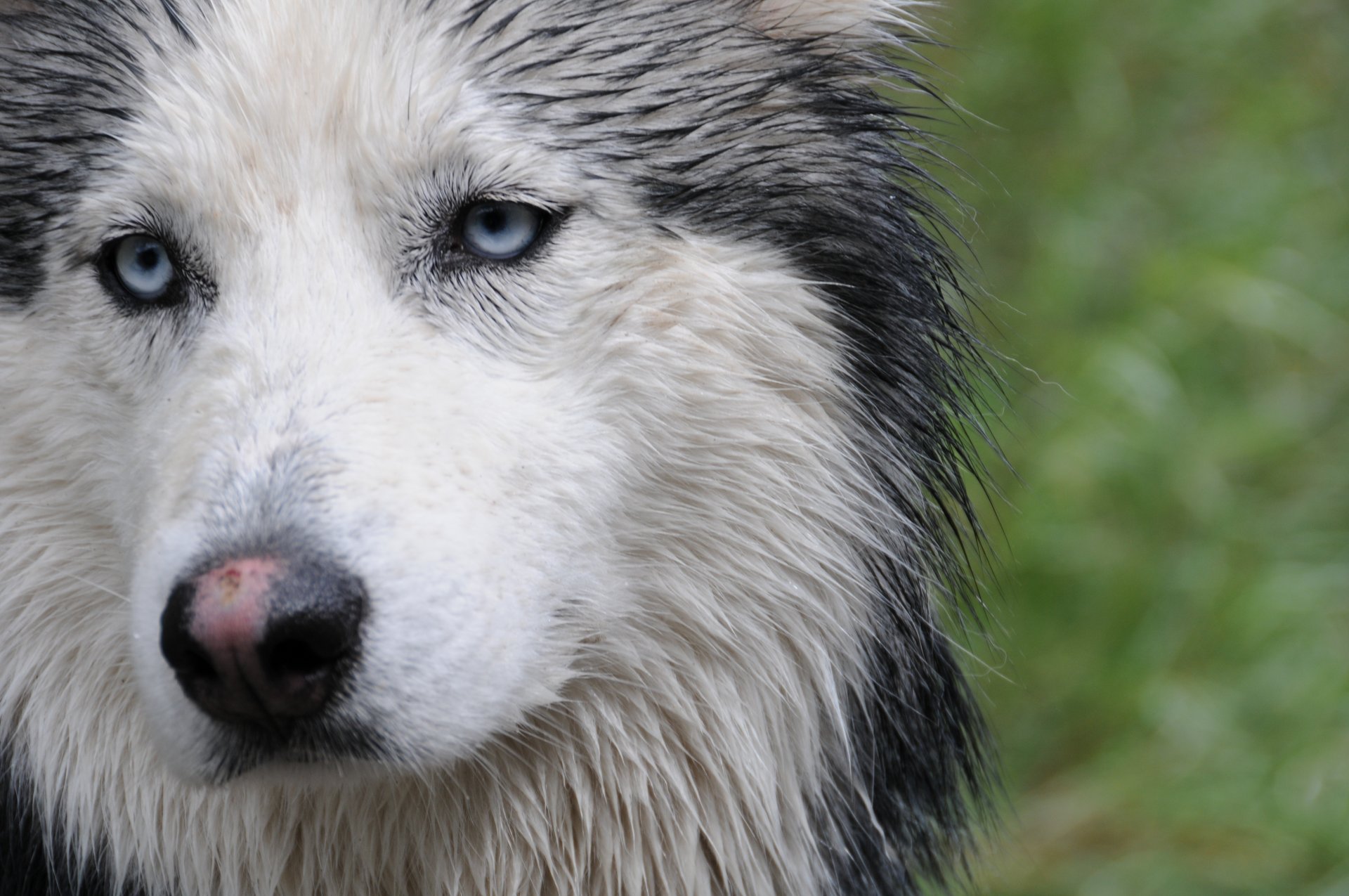 husky pysk spojrzenie