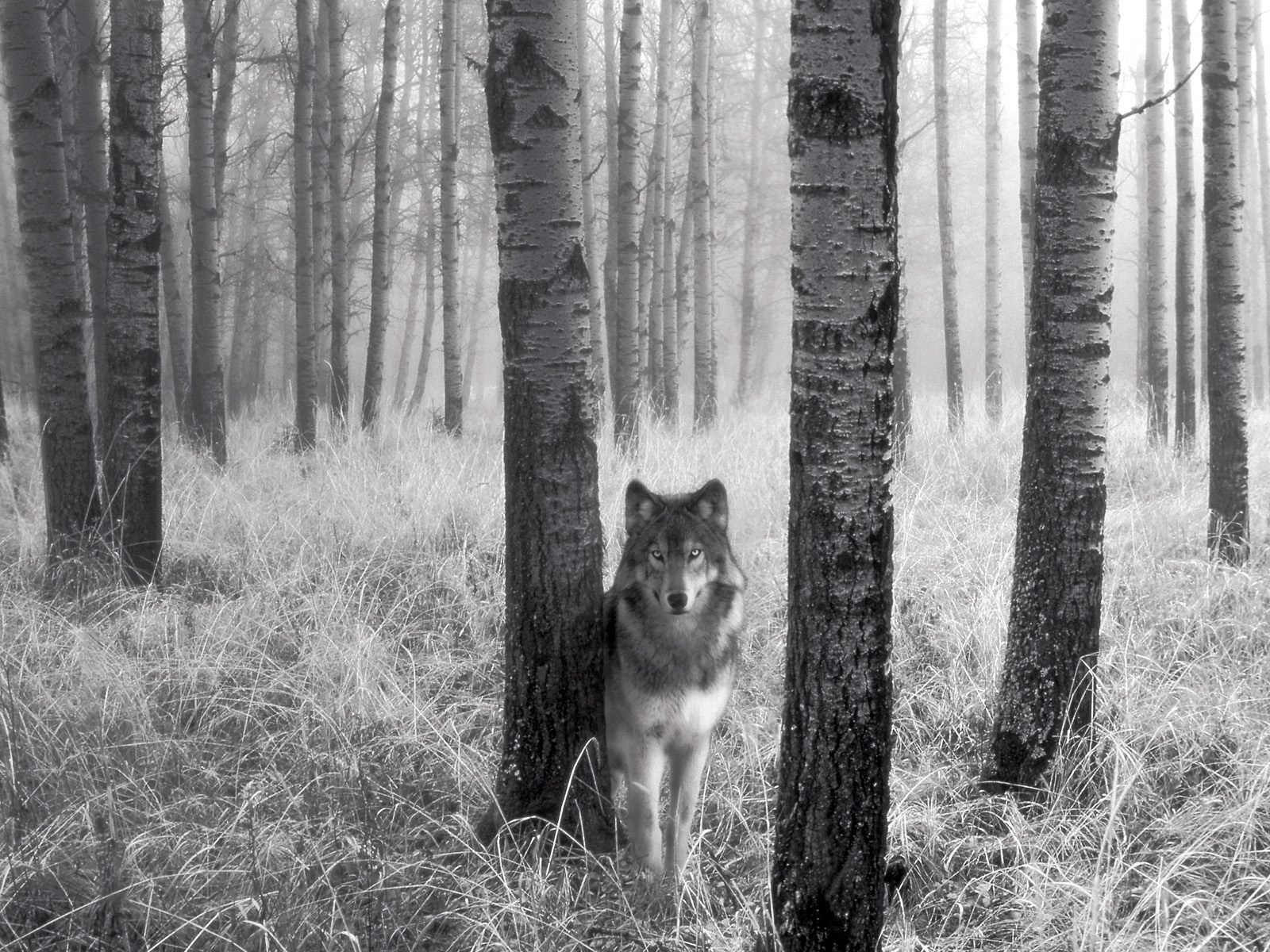 loup arbres herbe