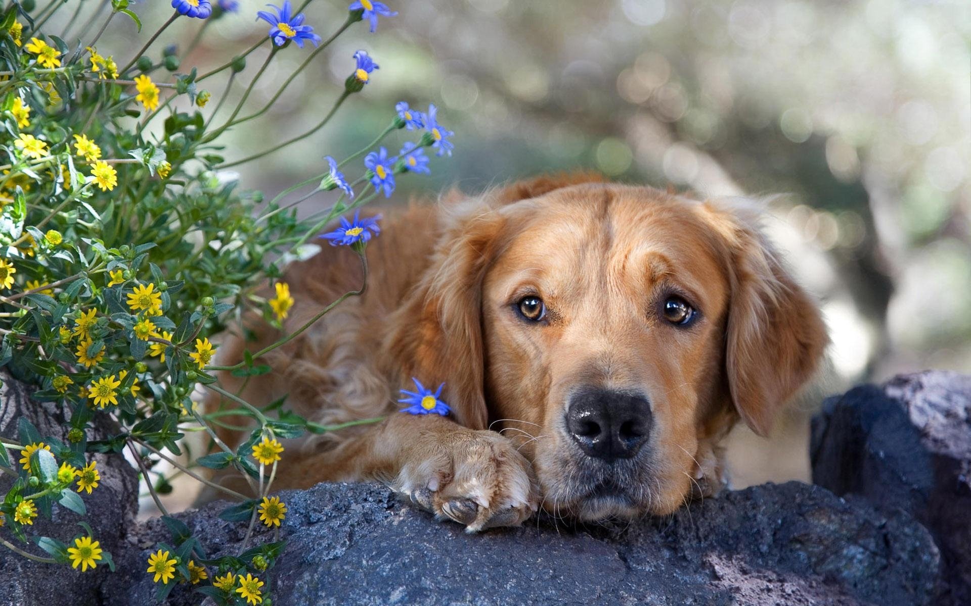 retriever dog face flower