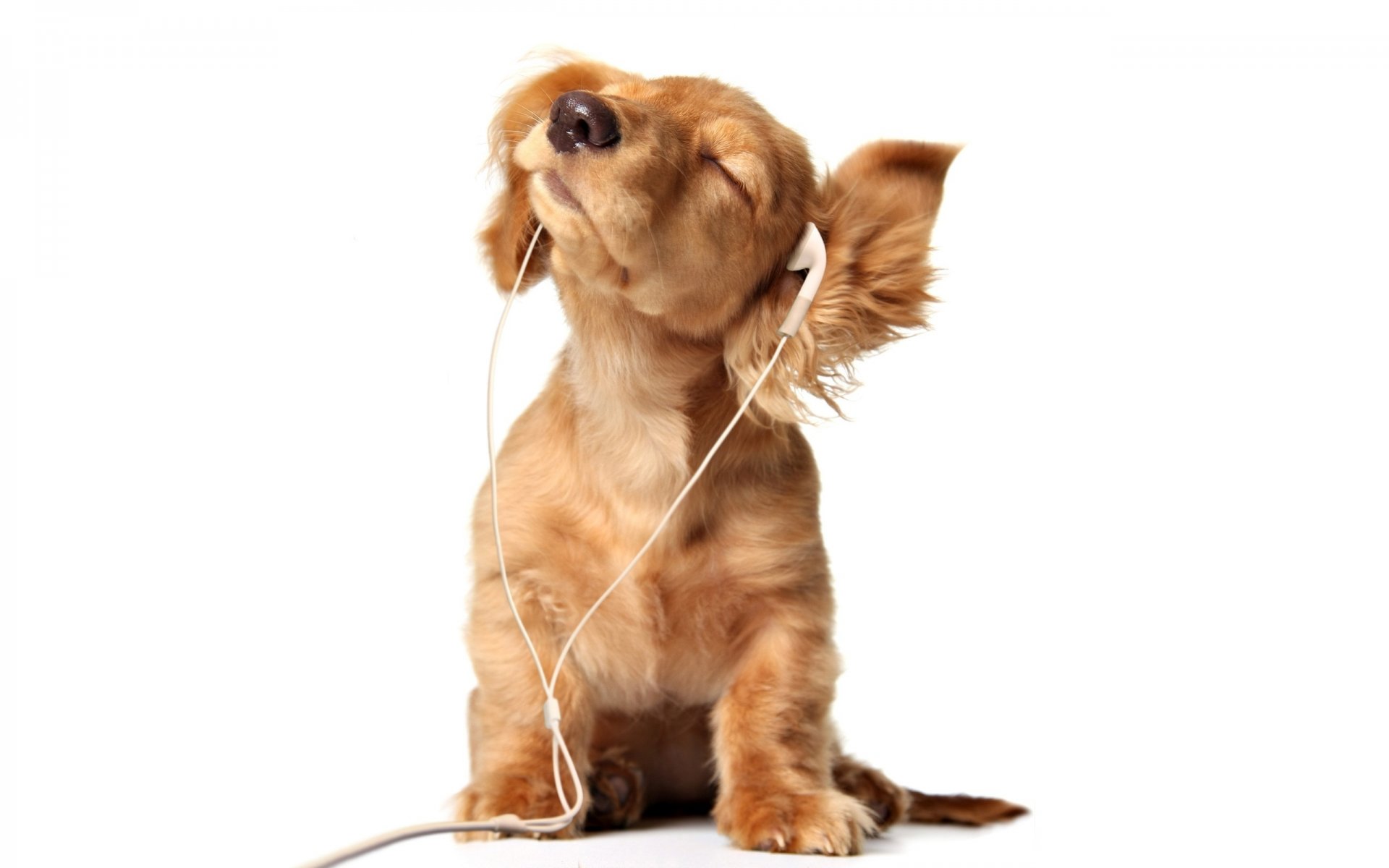 perro cachorro auriculares orejas balde