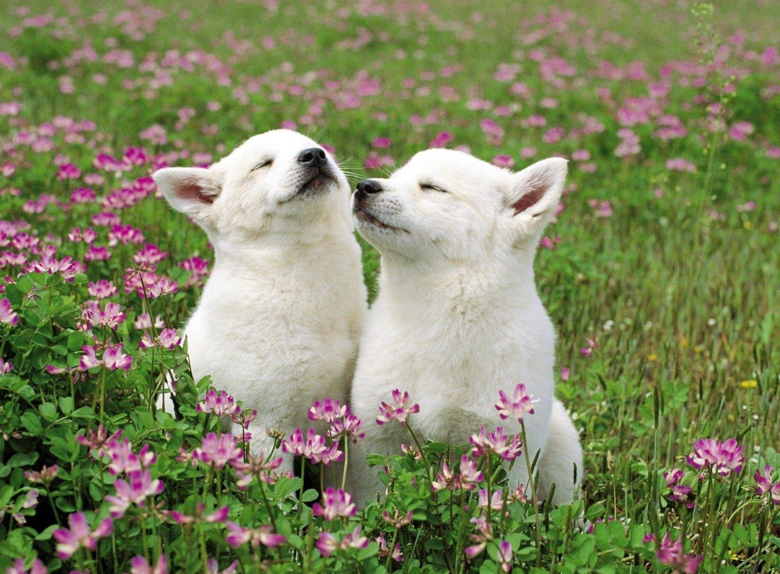 cachorros flores hierba