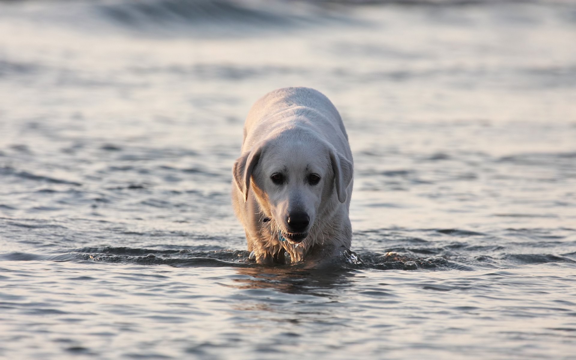 labrador agua perro