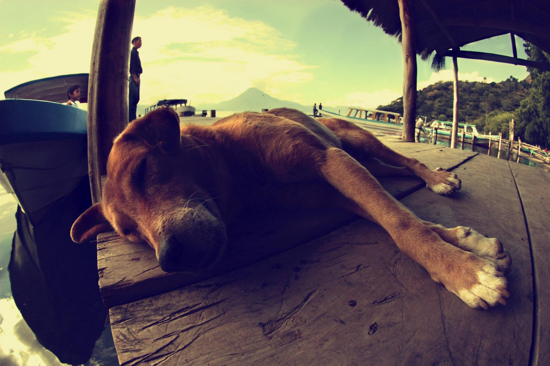 dog dog sleeping lying landscape boat people guatemala