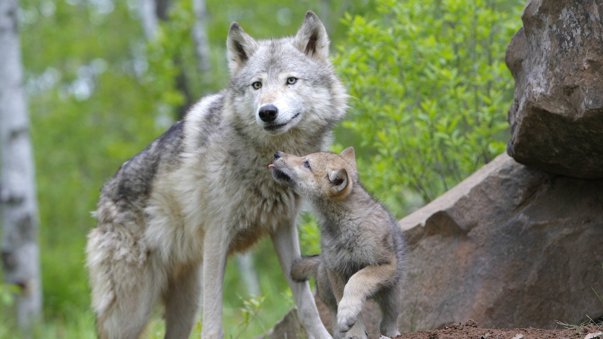 lobo familia bosque