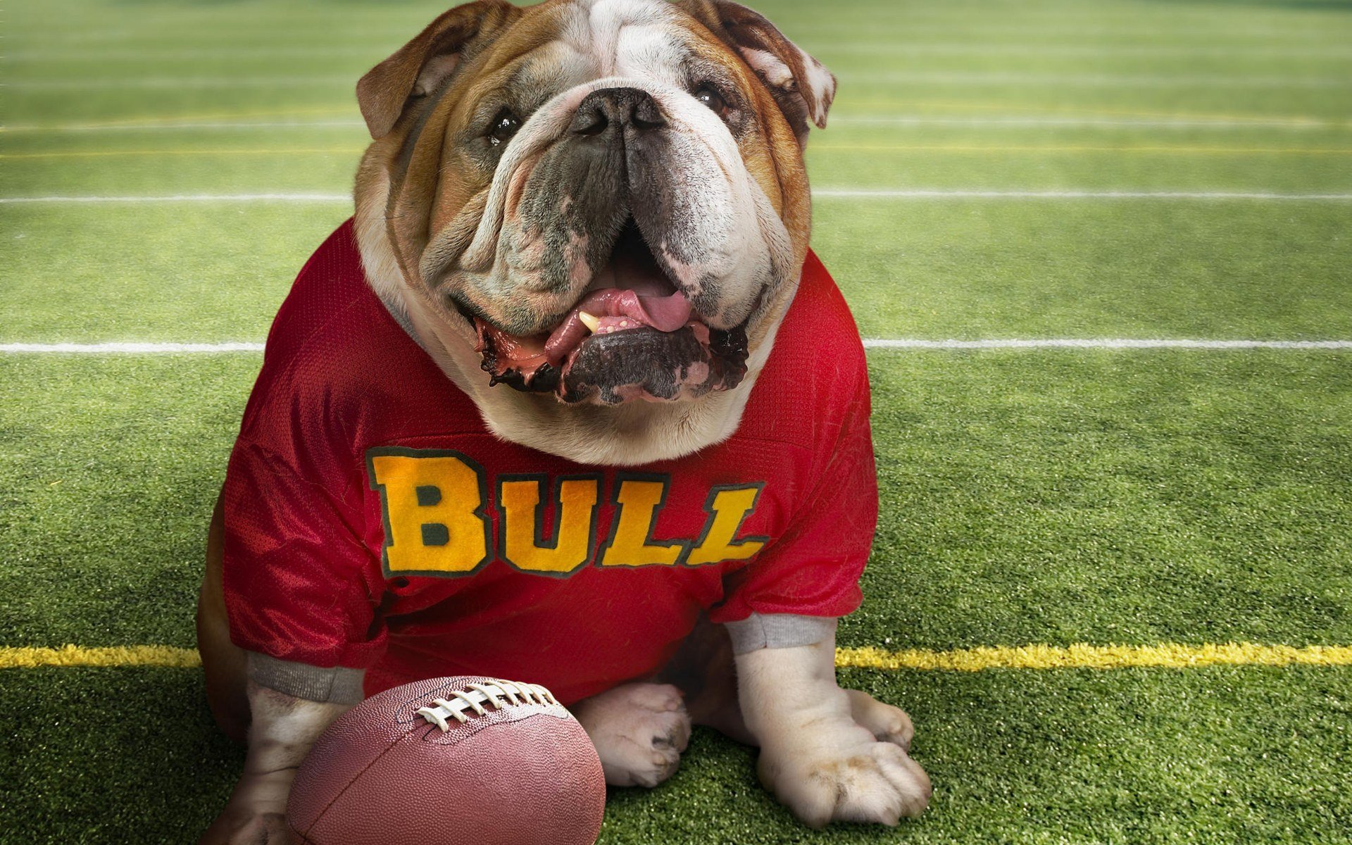 bulldog ball football