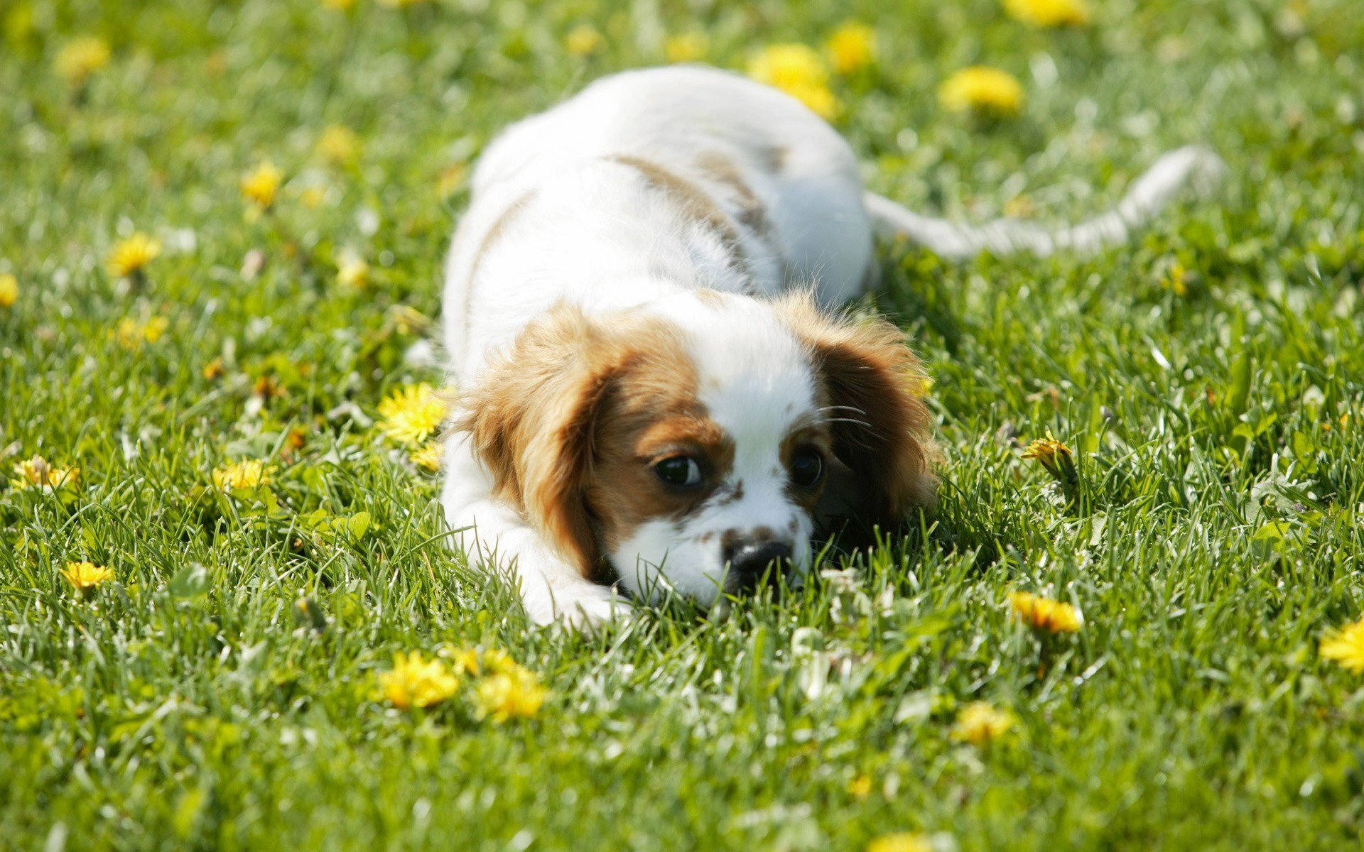 szczeniak spaniel sierść kolor plamy pole trawa zieleń kwiaty mlecze gra pysk oczy