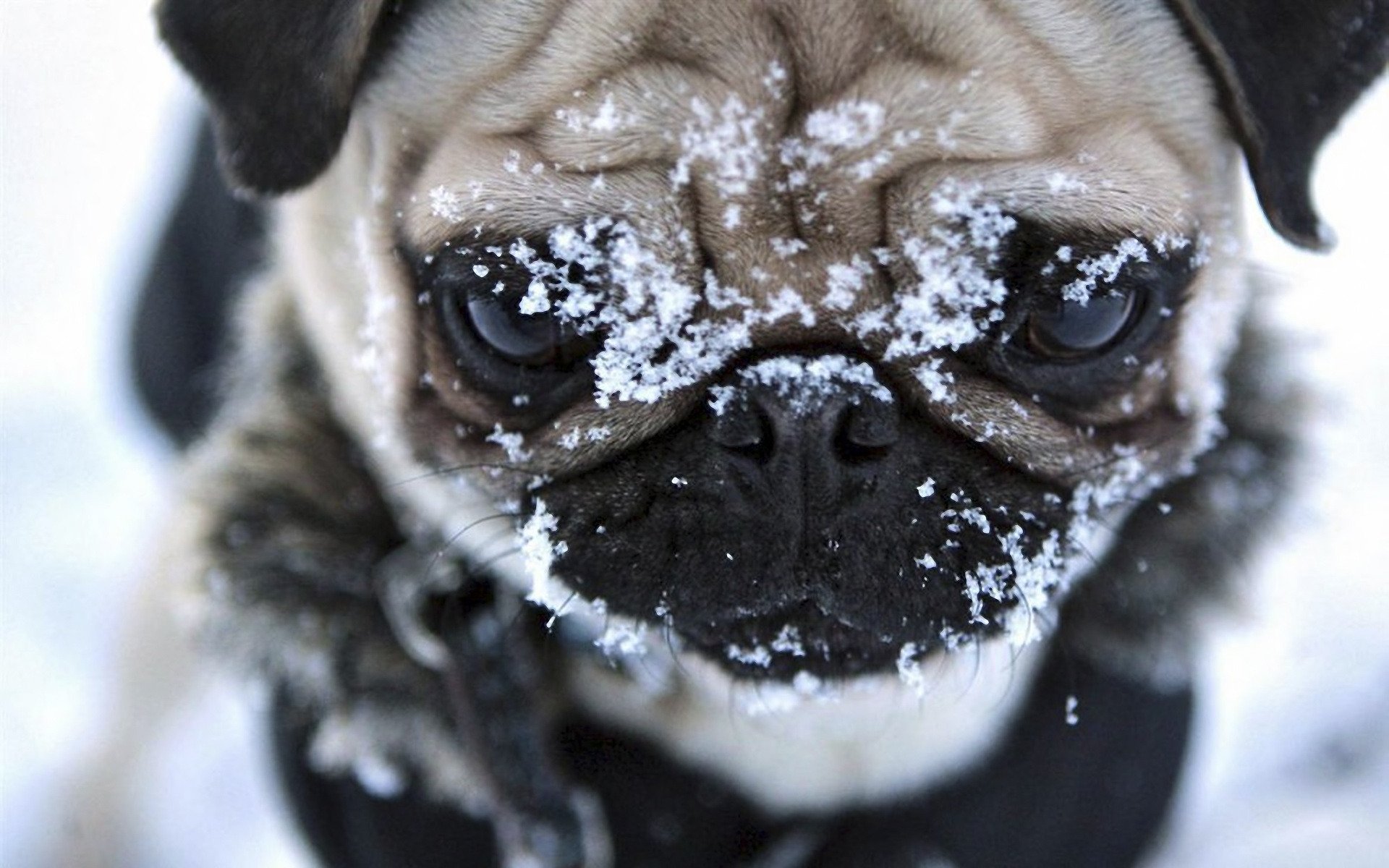 face dog pug winter snow enormous eyes pretty face