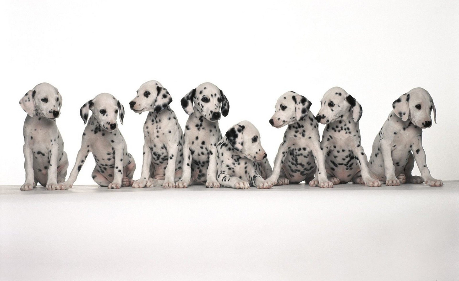 dog spots dalmatians sitting