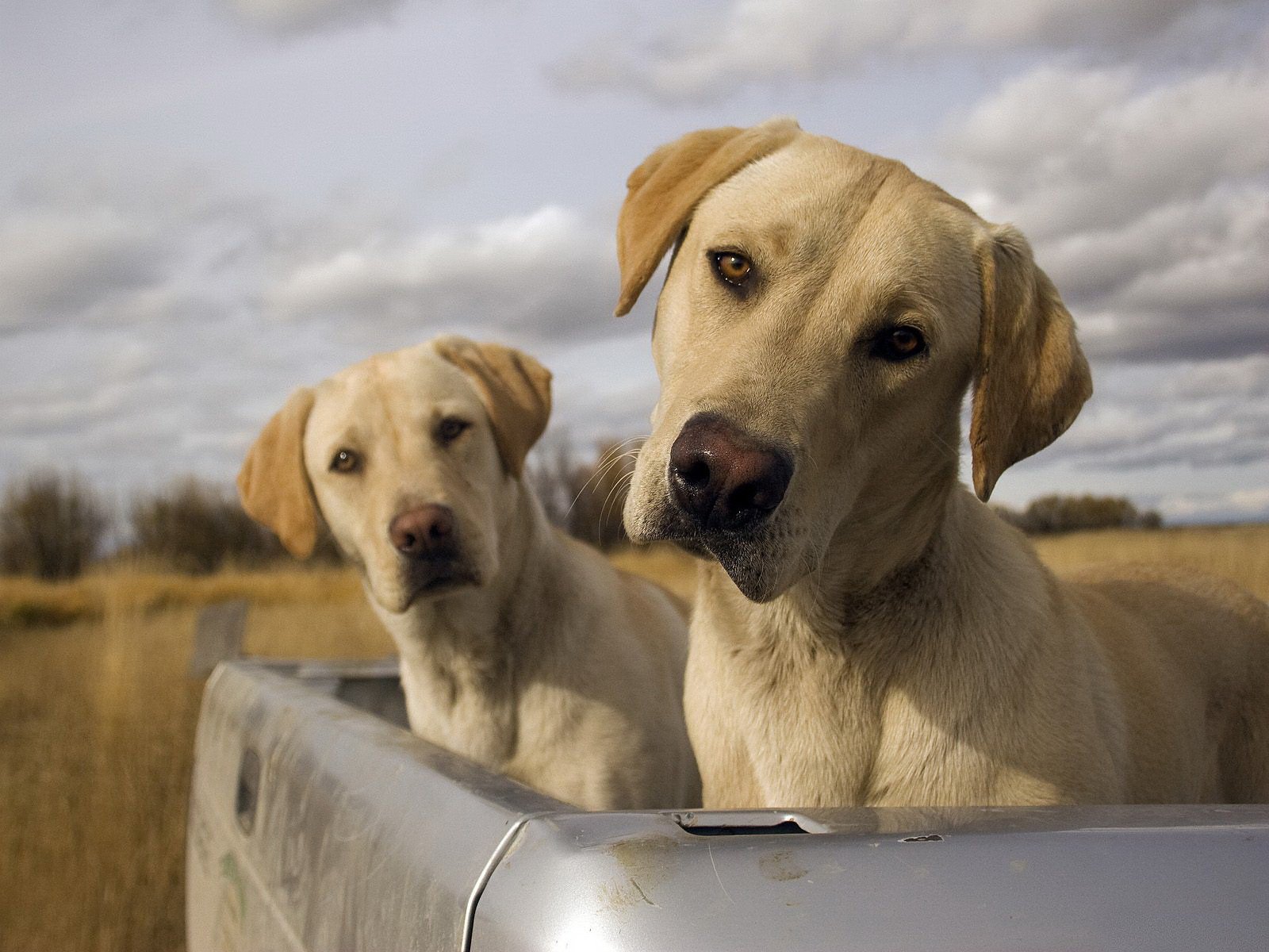 dogs dogs labradors twins trunk sky cloud