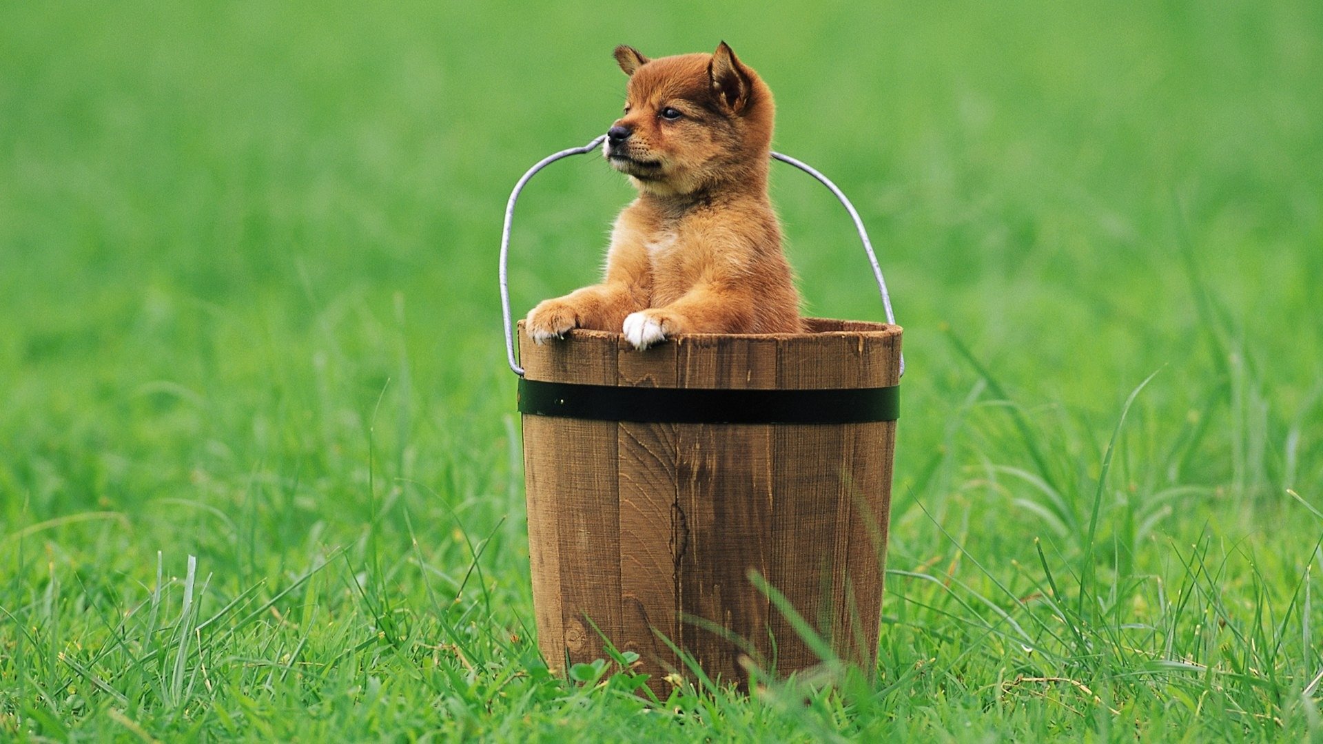 puppy bucket grass view