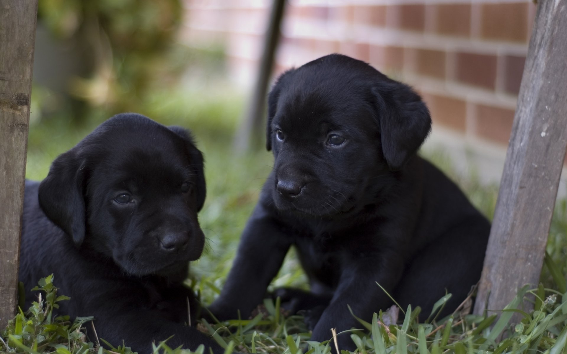 cachorros negros bebés patio