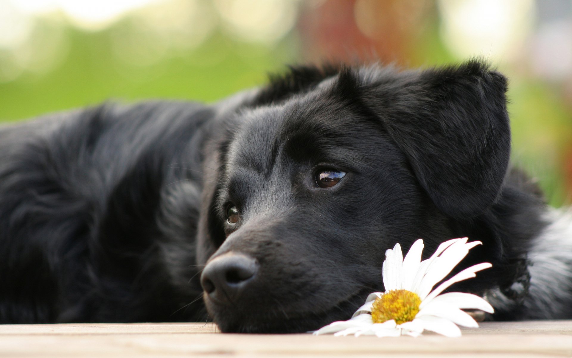 cane cucciolo cenrysh si trova triste fiore margherita