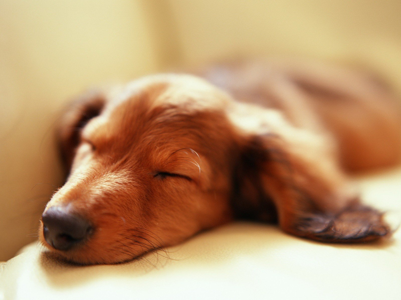 dachshund durmiendo