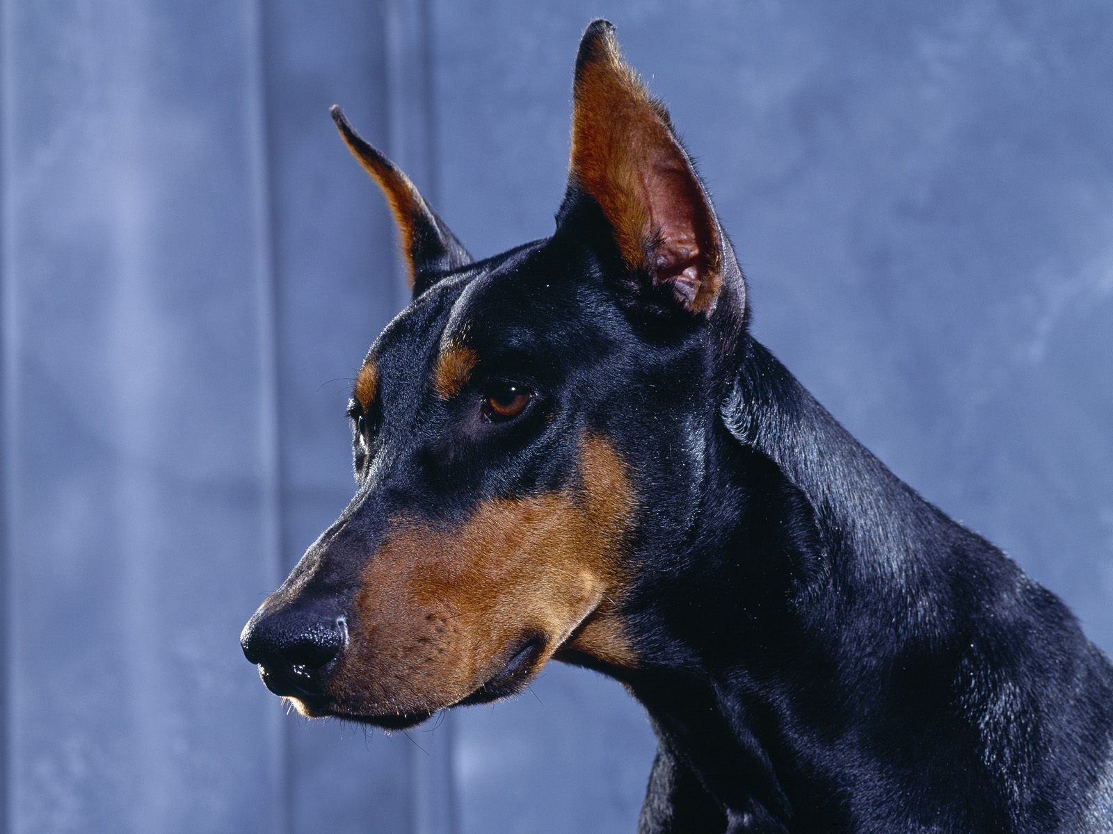 doberman chiens