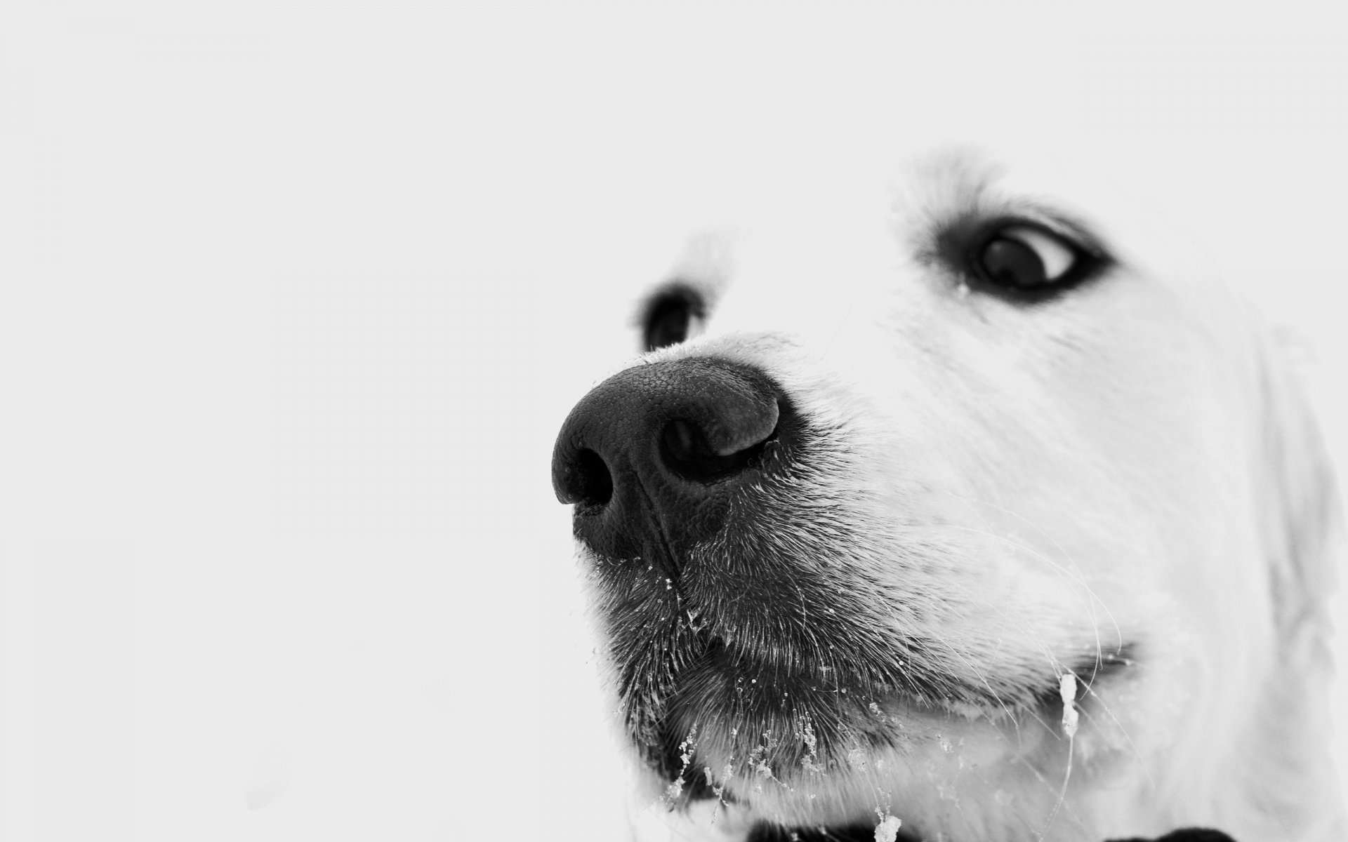 hund hund weiß schneit am schnurrbart augen blick winter nachdenklich traurig