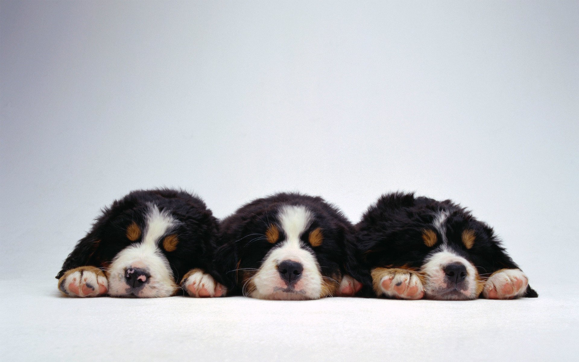 cachorros perros niños pequeños