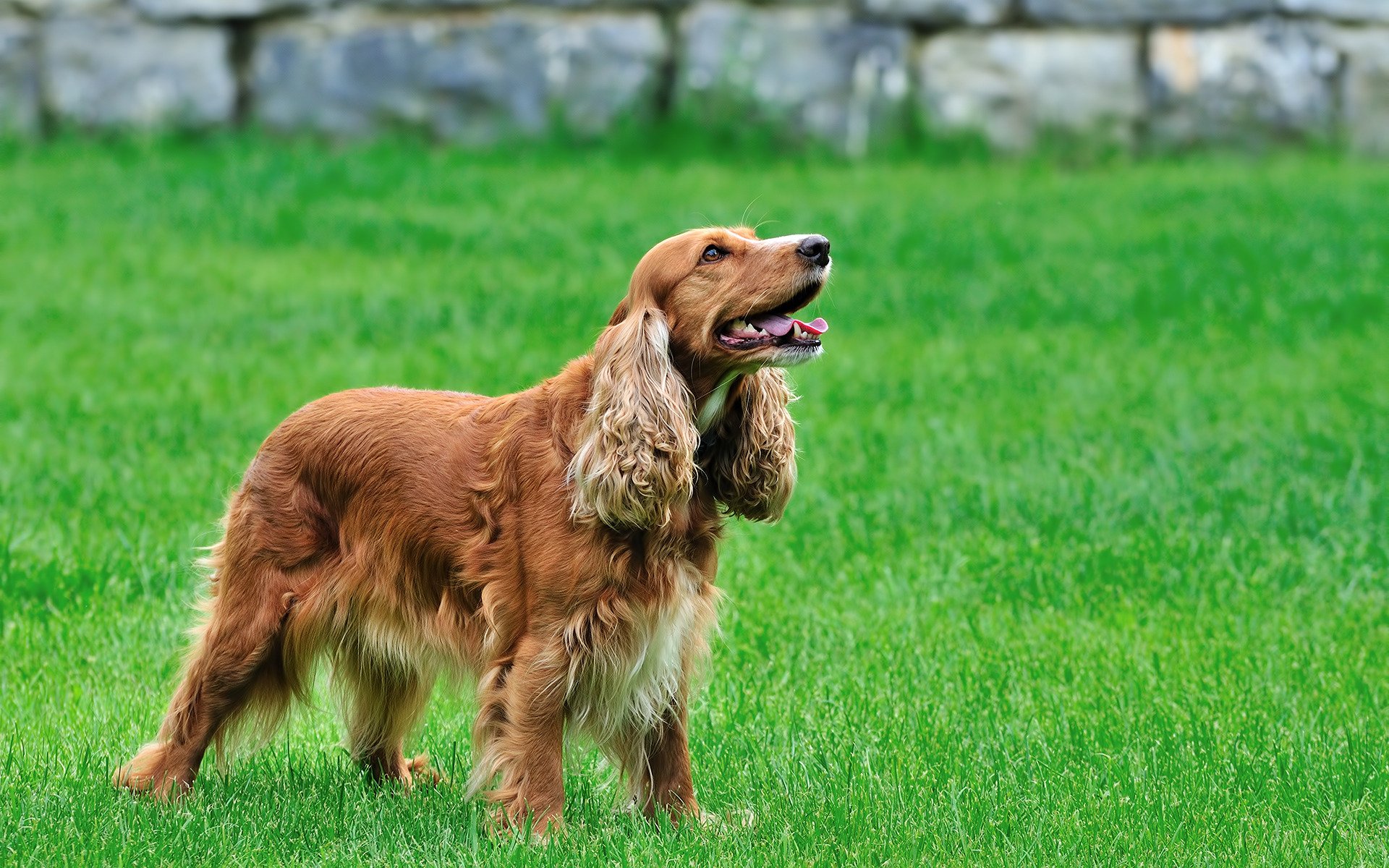 spaniel cocker spaniel perro hierba