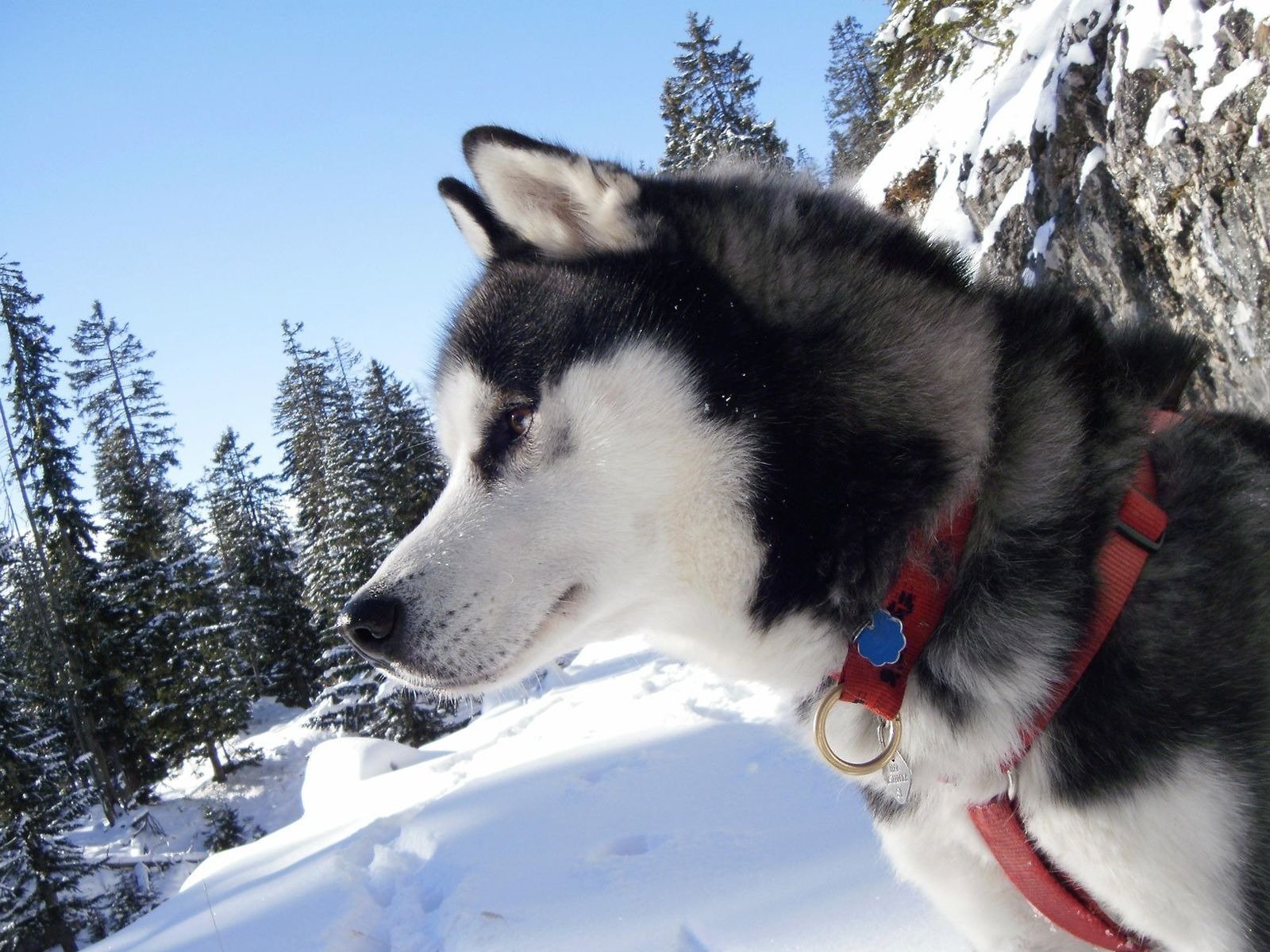 laika collier neige