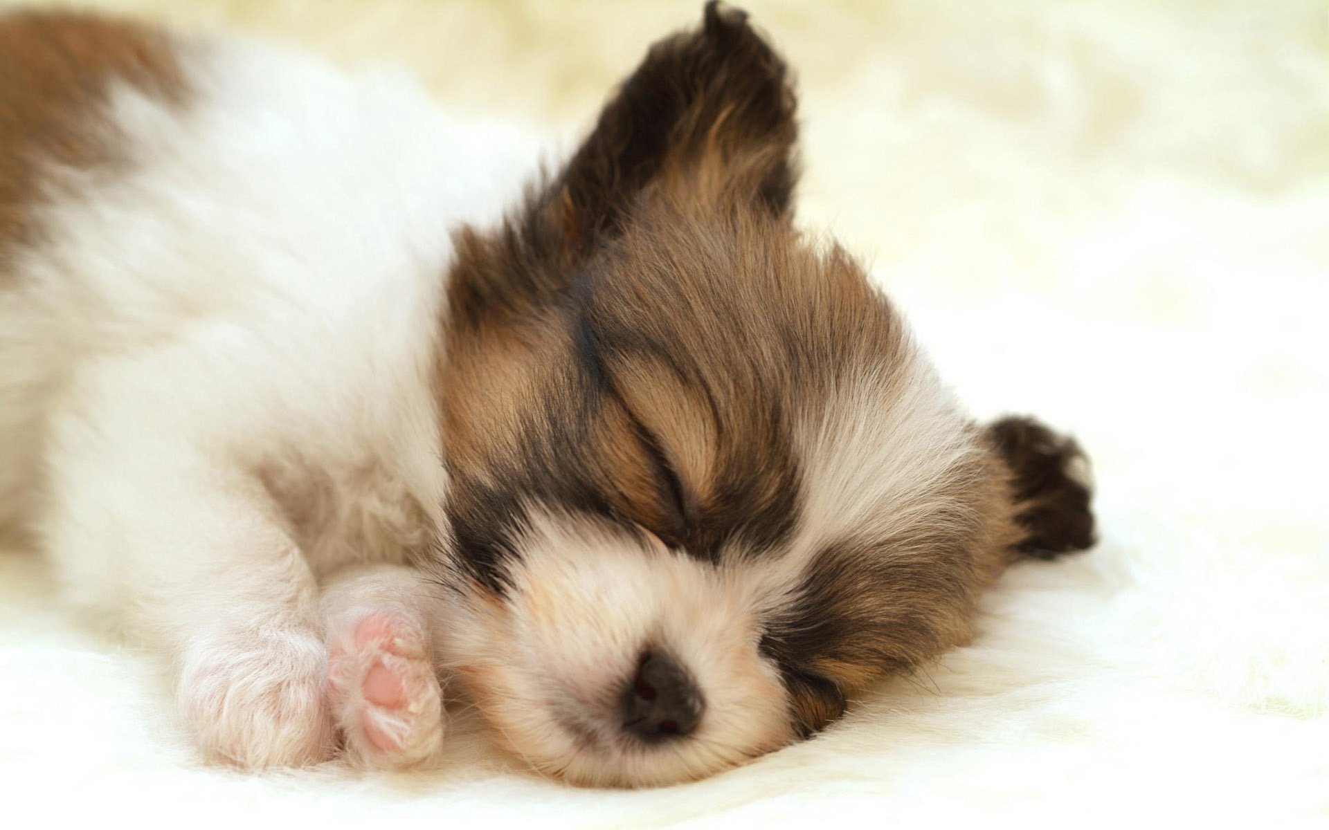 chien dormir blanc