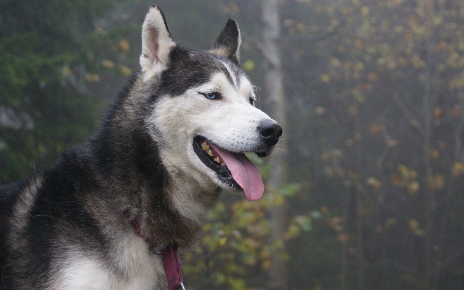 husky siberiano perro lengua