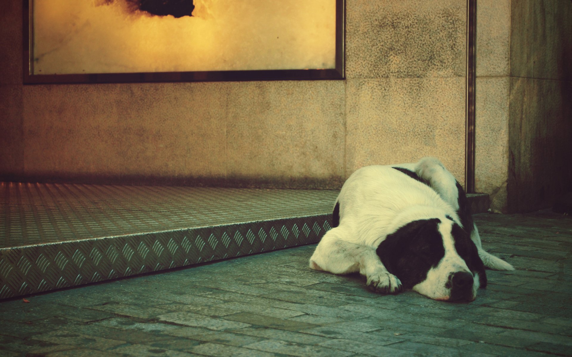 chien couché solitude