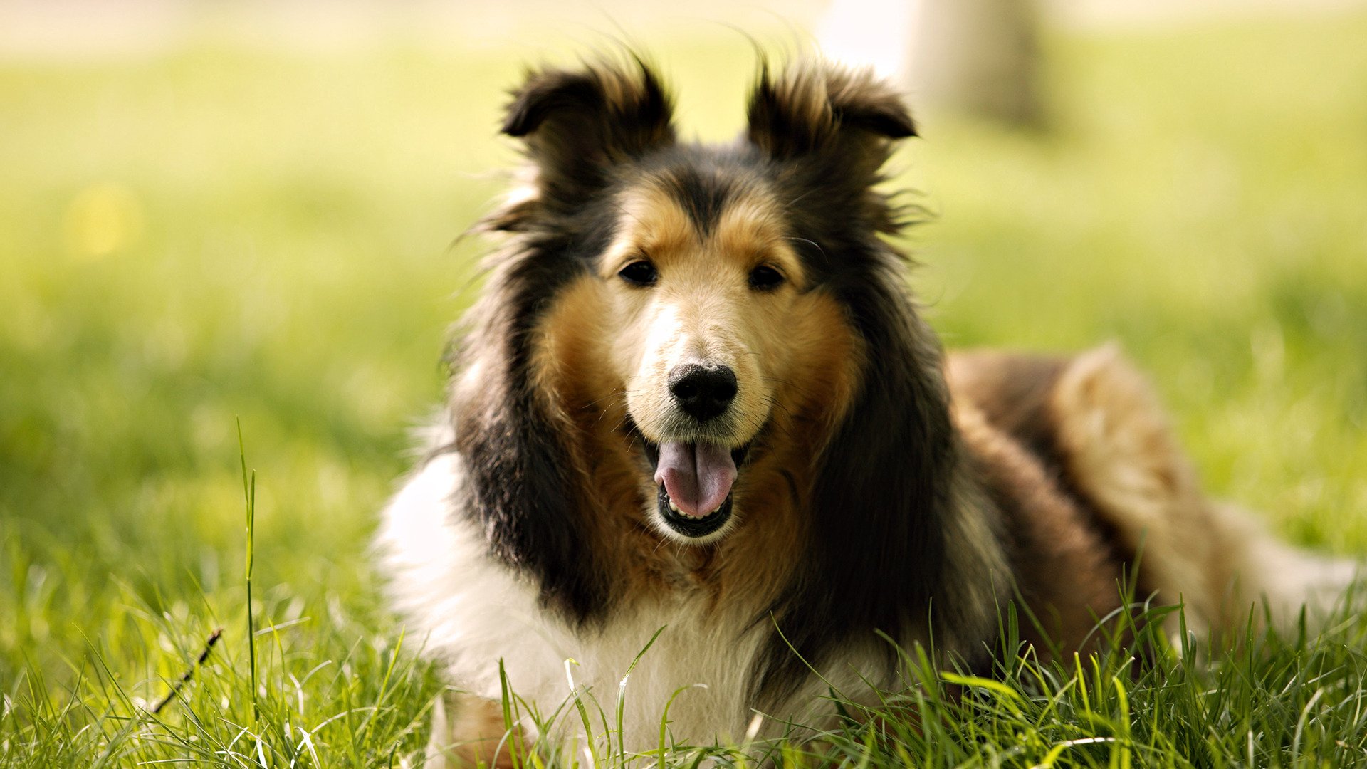 grass dog rock collie