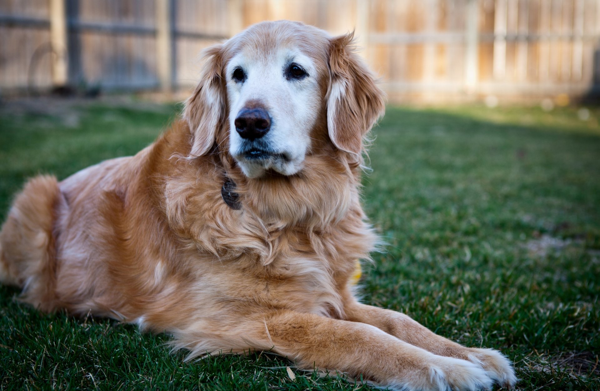 cane cane amico razza labrador retriever dorato colore simpatico