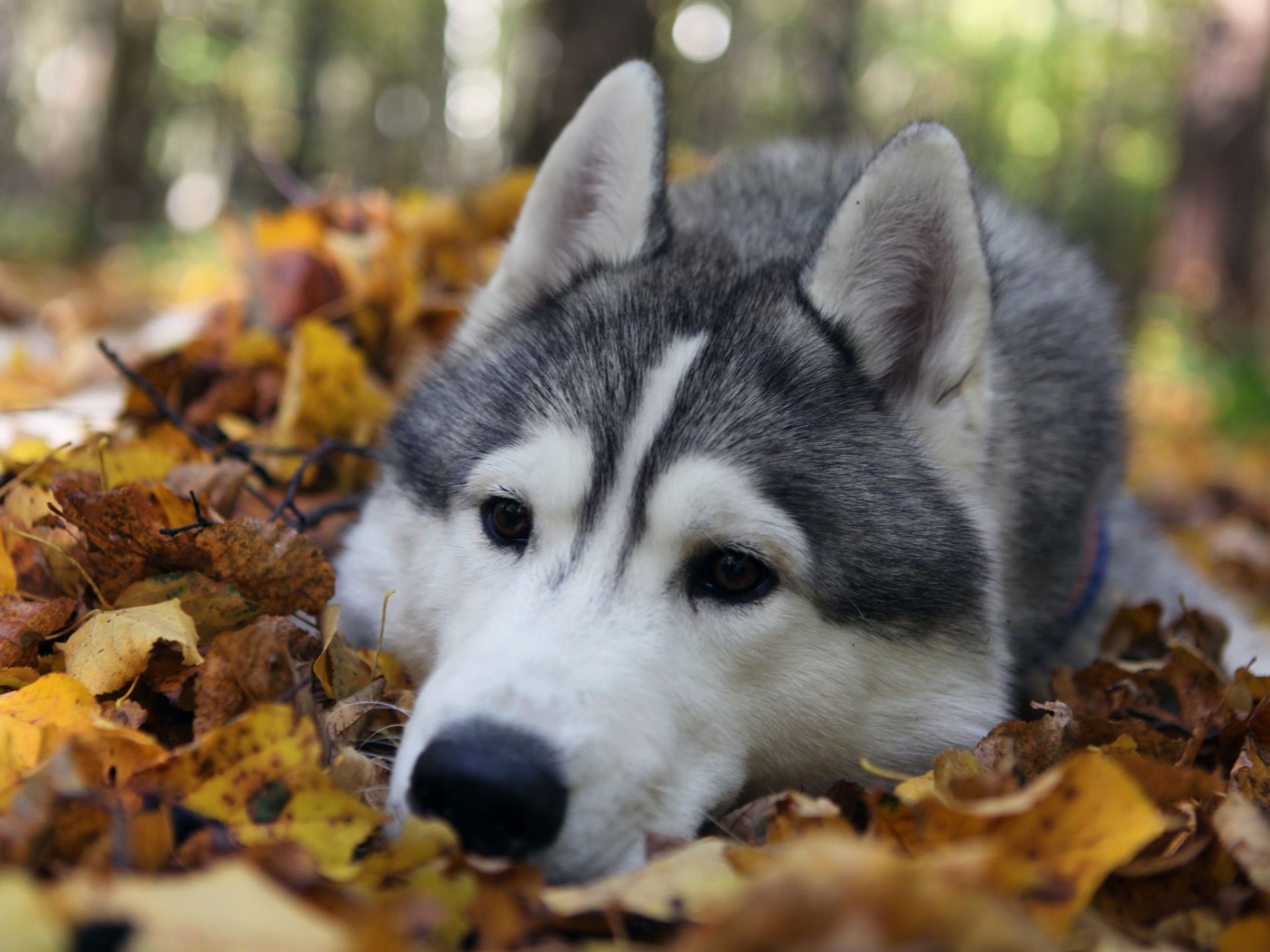 hund rasse husky traurig. augen blätter natur herbst wald