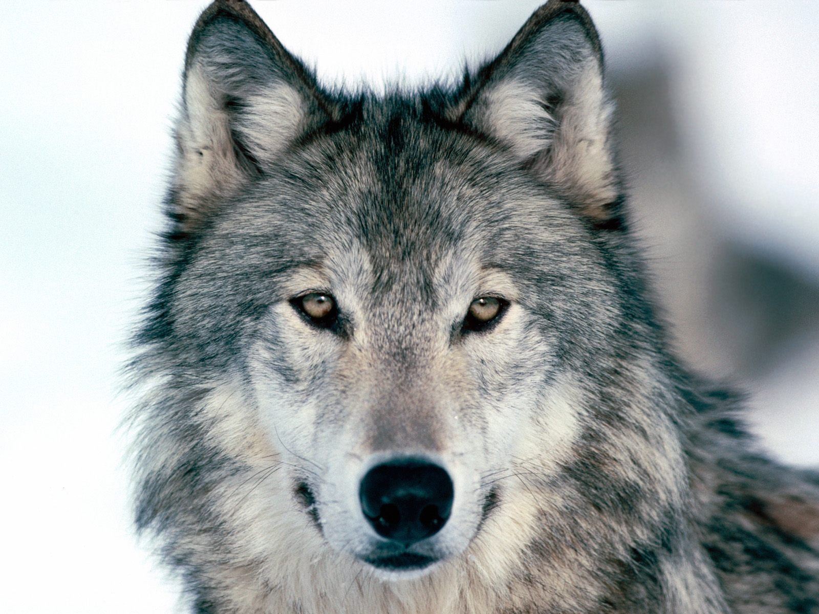 mírame a los ojos invierno lobo