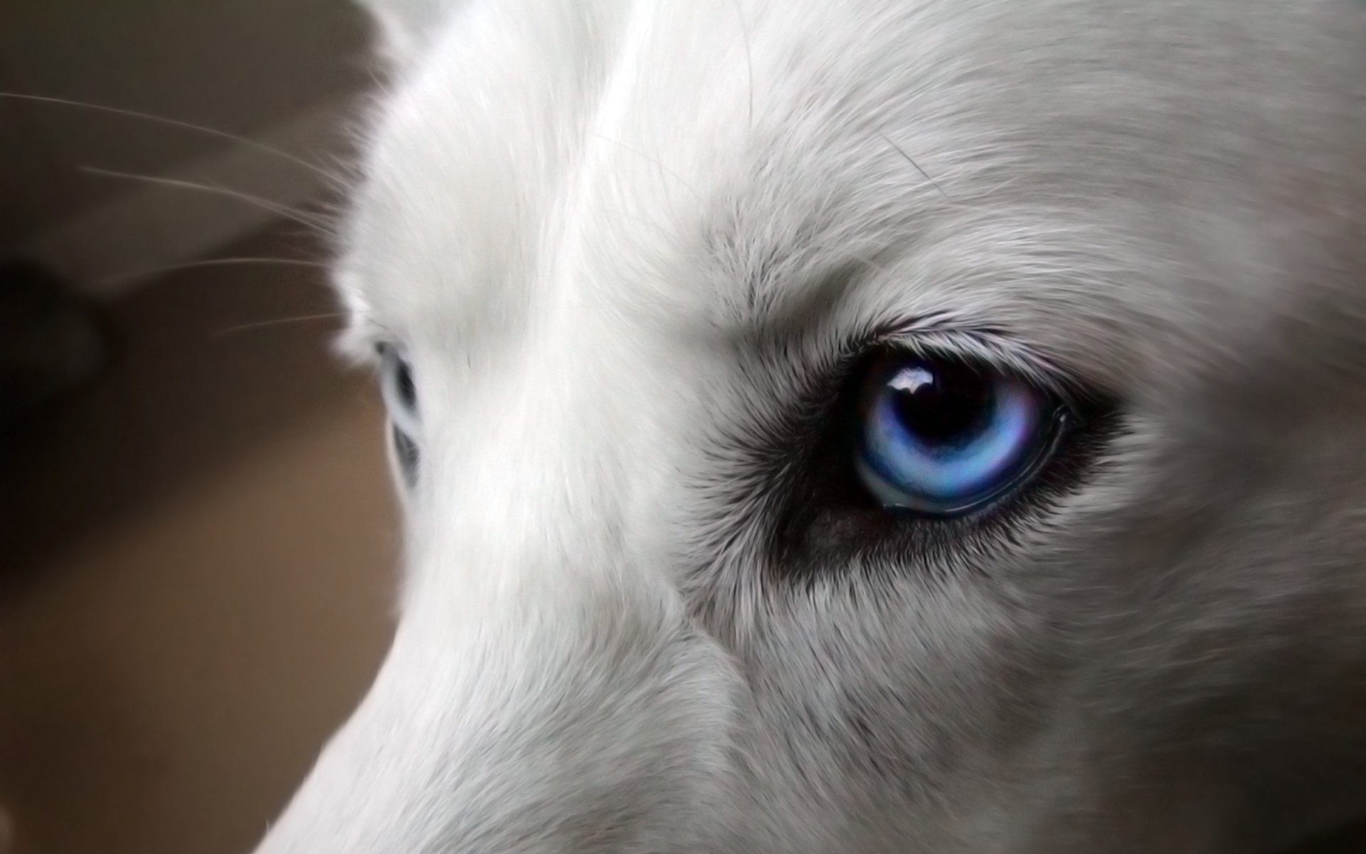 dog white blue eye