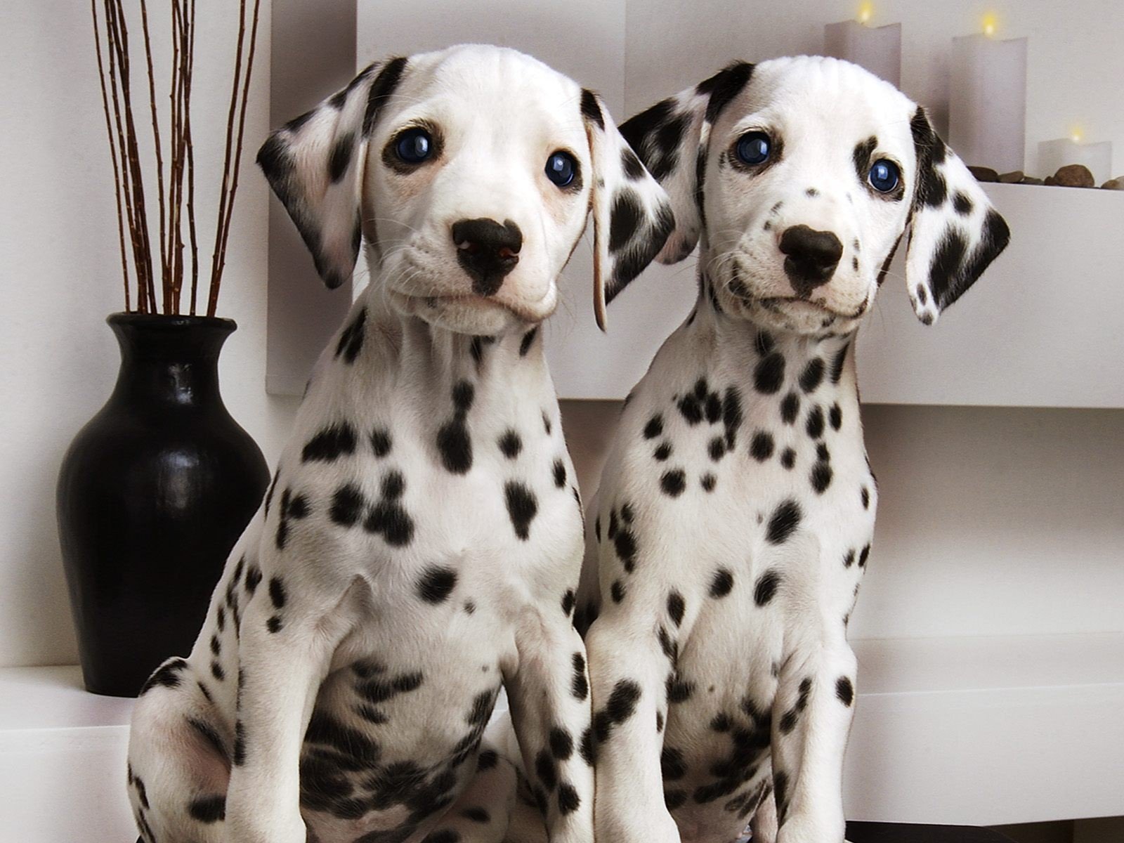 dalmatians the pair vase