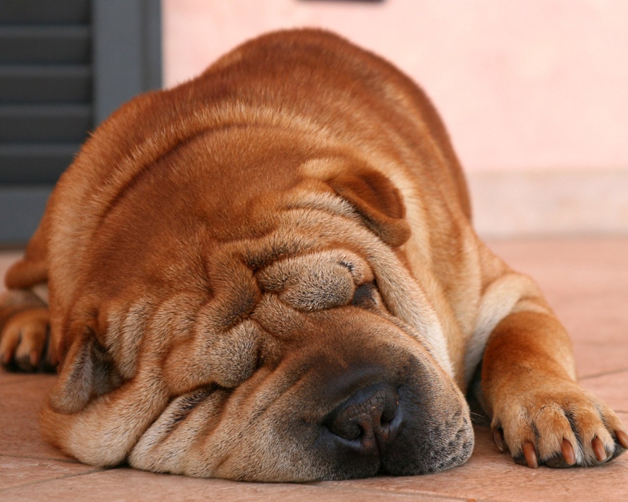 nos fałdy sen shar pei