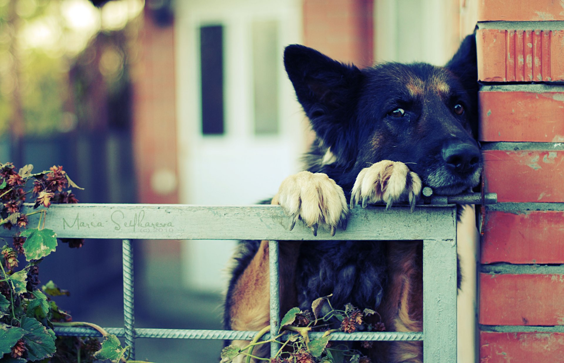 german shepherd claws fence fence