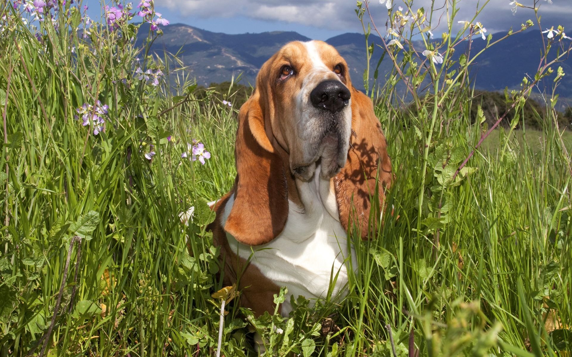 basset herbe fleurs