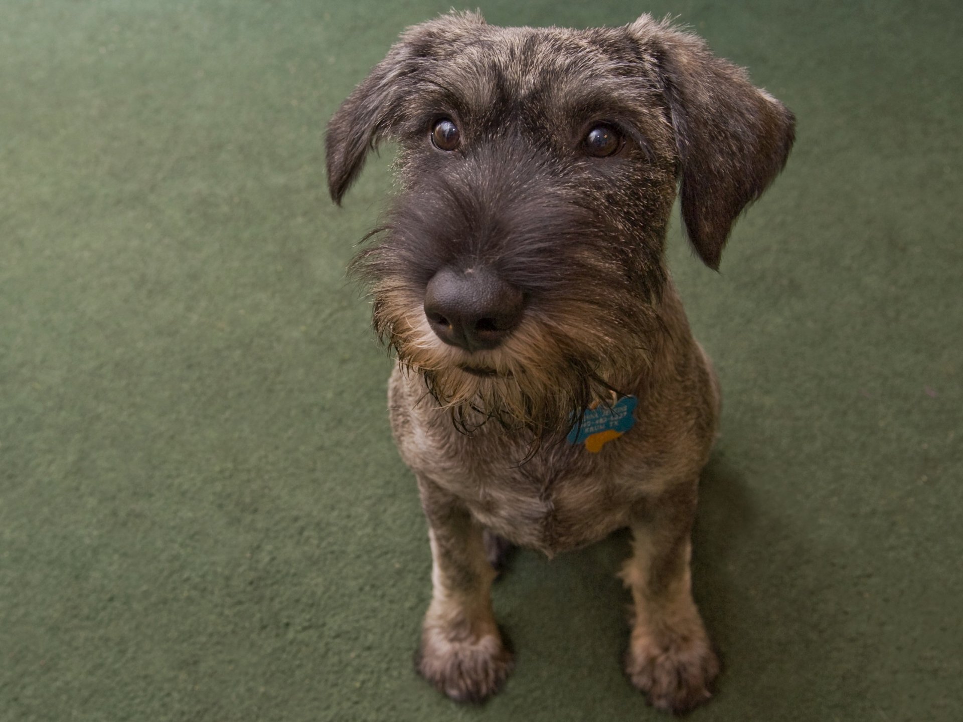 hund freundlich hündchen