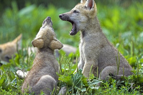 Много маленьких волчат играет в траве