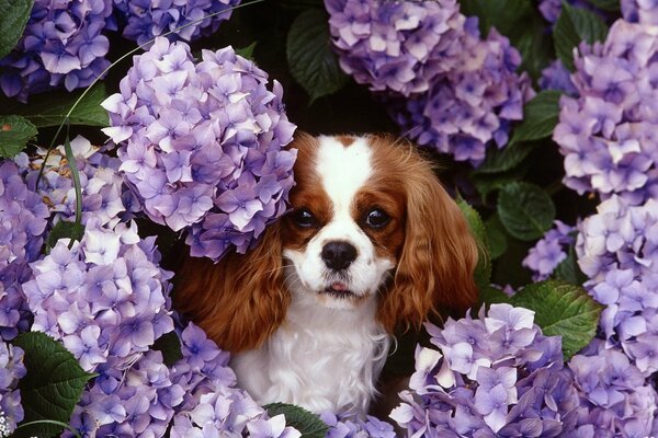 Little dog in lilac