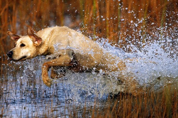 Weißer Hund springt im Fluss