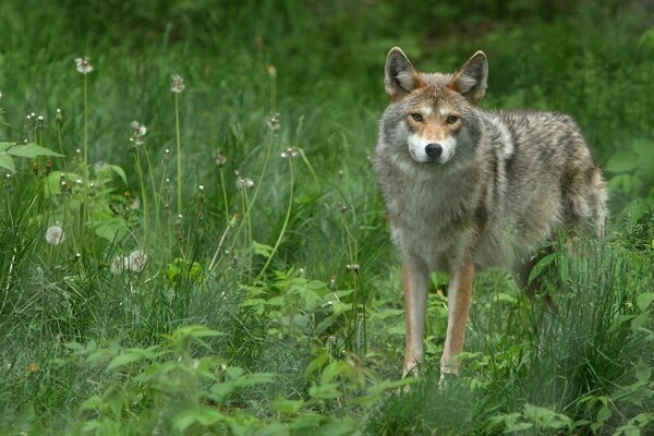 Ein einsamer Wolf im grünen Gras