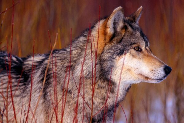 A concentrated wolf in the red grass