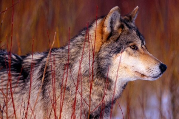 Сосредоточенный волк в красной траве
