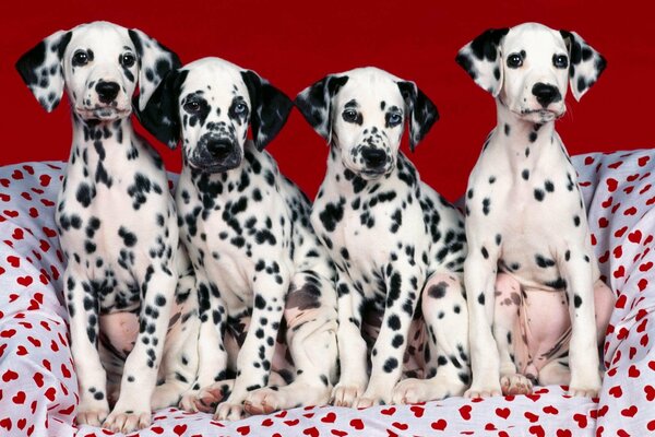 Chiots Dalmatiens sur une couverture avec des coeurs rouges