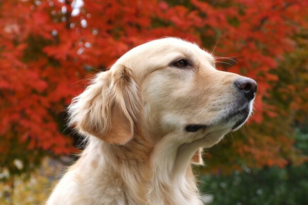 Beige Hund auf dem Hintergrund der roten Bäume im Herbst