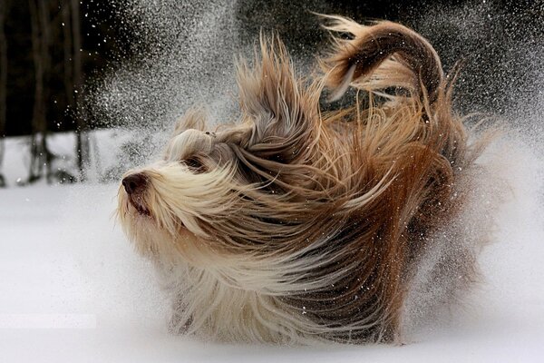 Hund bei einem Winterspaziergang ganz im Schnee