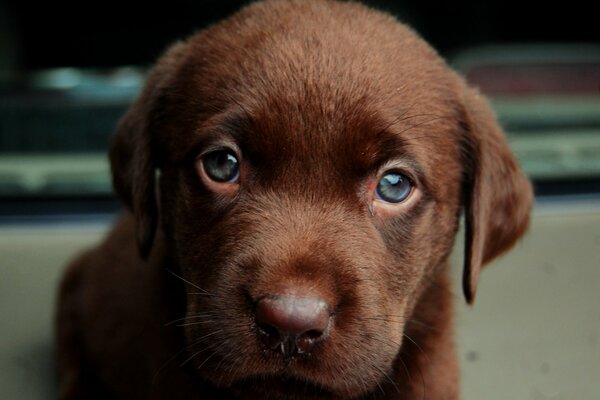 Brown puppy with sad eyes