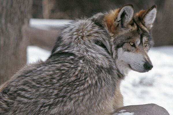 The wolf is resting after a hard hunt