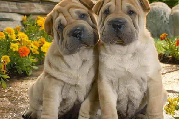 Two cute dogs on a background of flowers