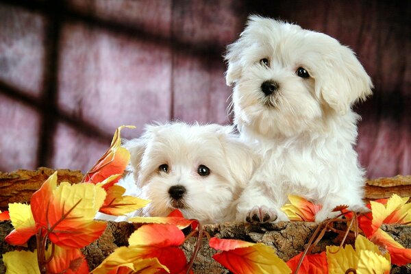 Lindos cachorros en una sesión de fotos de otoño